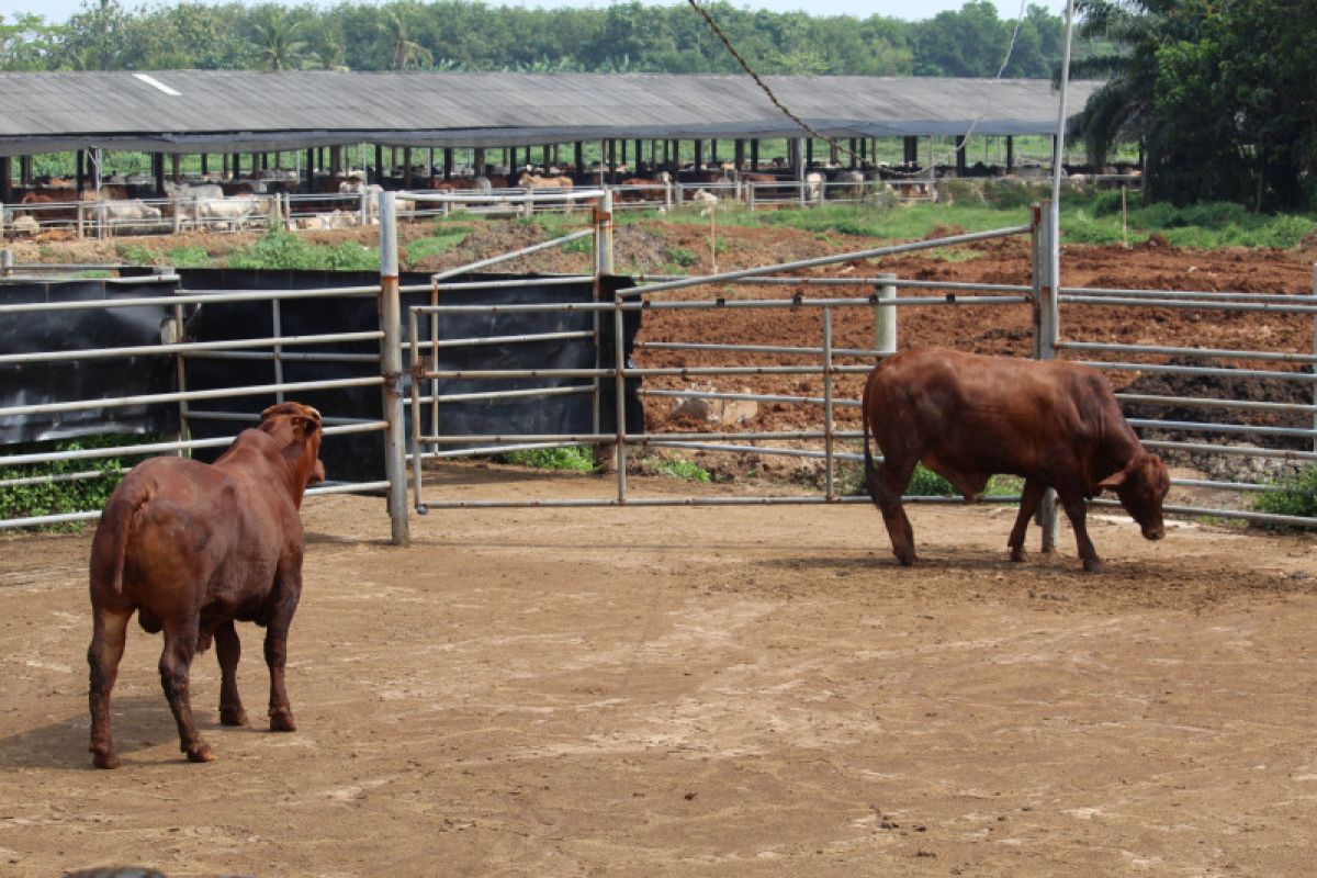 Lampung klaim stok sapi potong cukup