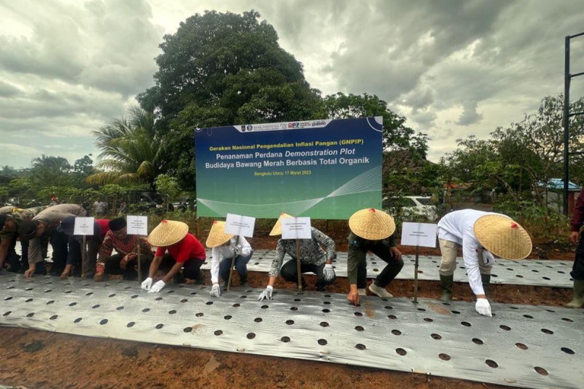 BI Bengkulu menanam bawang merah organik upaya kendalikan inflasi