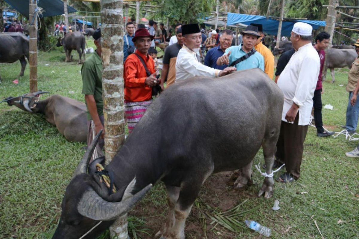 Bupati Merangin serahkan kerbau pada acara bantai adat