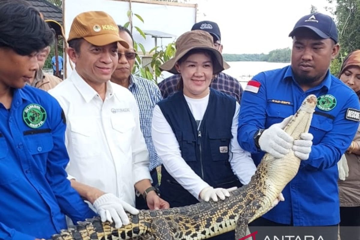 Satwa baning coklat dan buaya muara jadi penghuni baru  SM Padang Sugihan