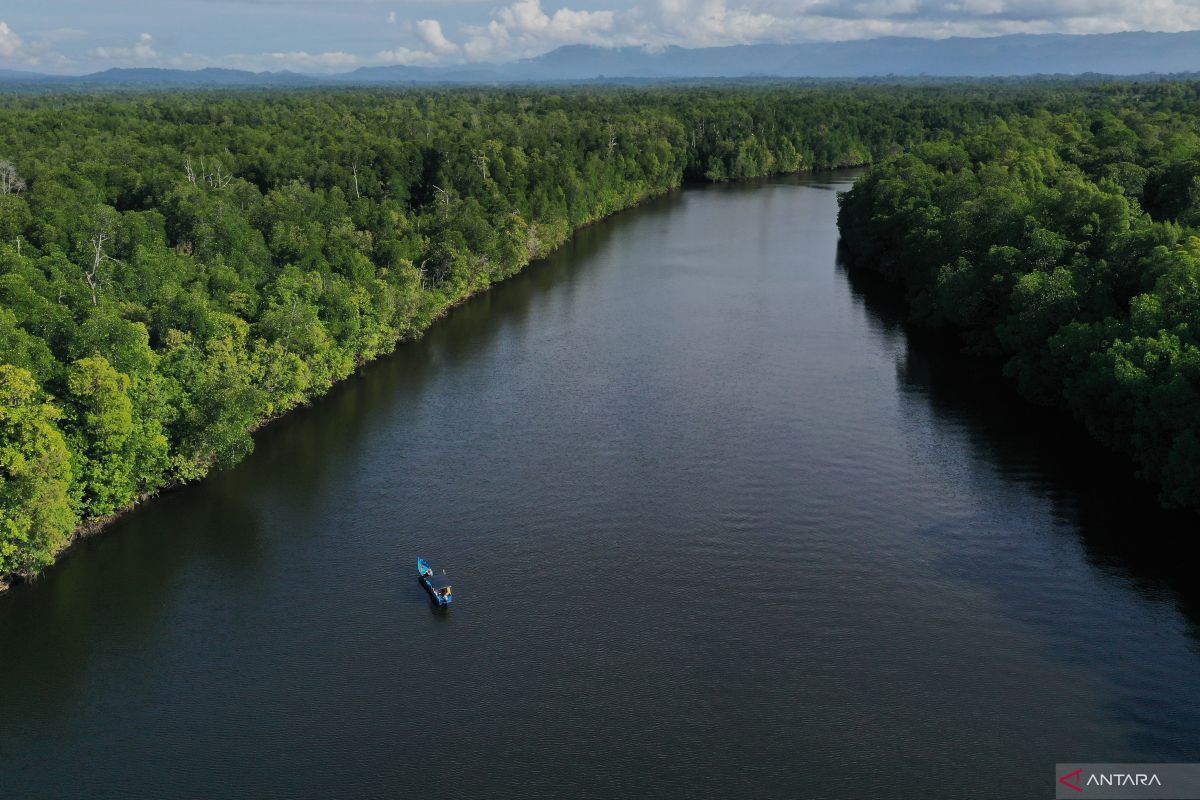 Pemprov Sultra rehabilitasi 25 hektare hutan mangrove tahun 2023