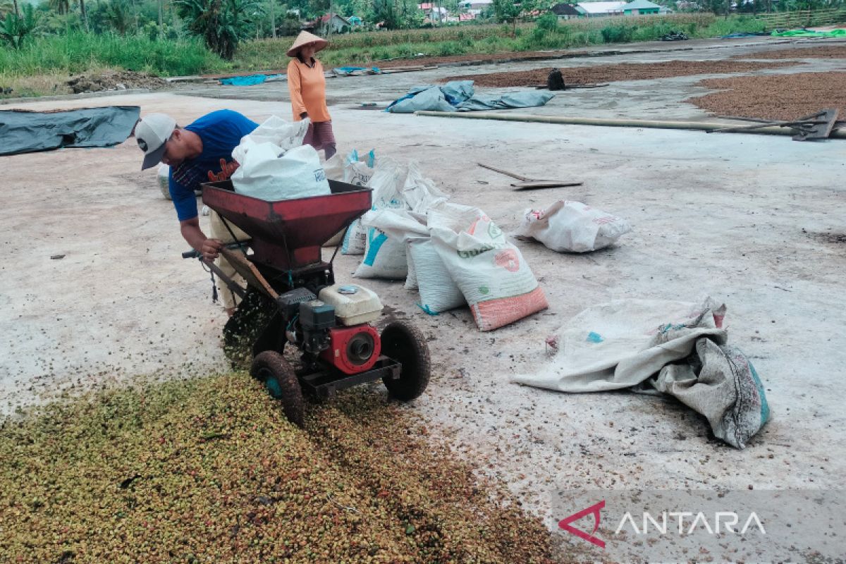 Harga jual biji kopi di Rejang Lebong mencapai Rp26.000 per kilogram