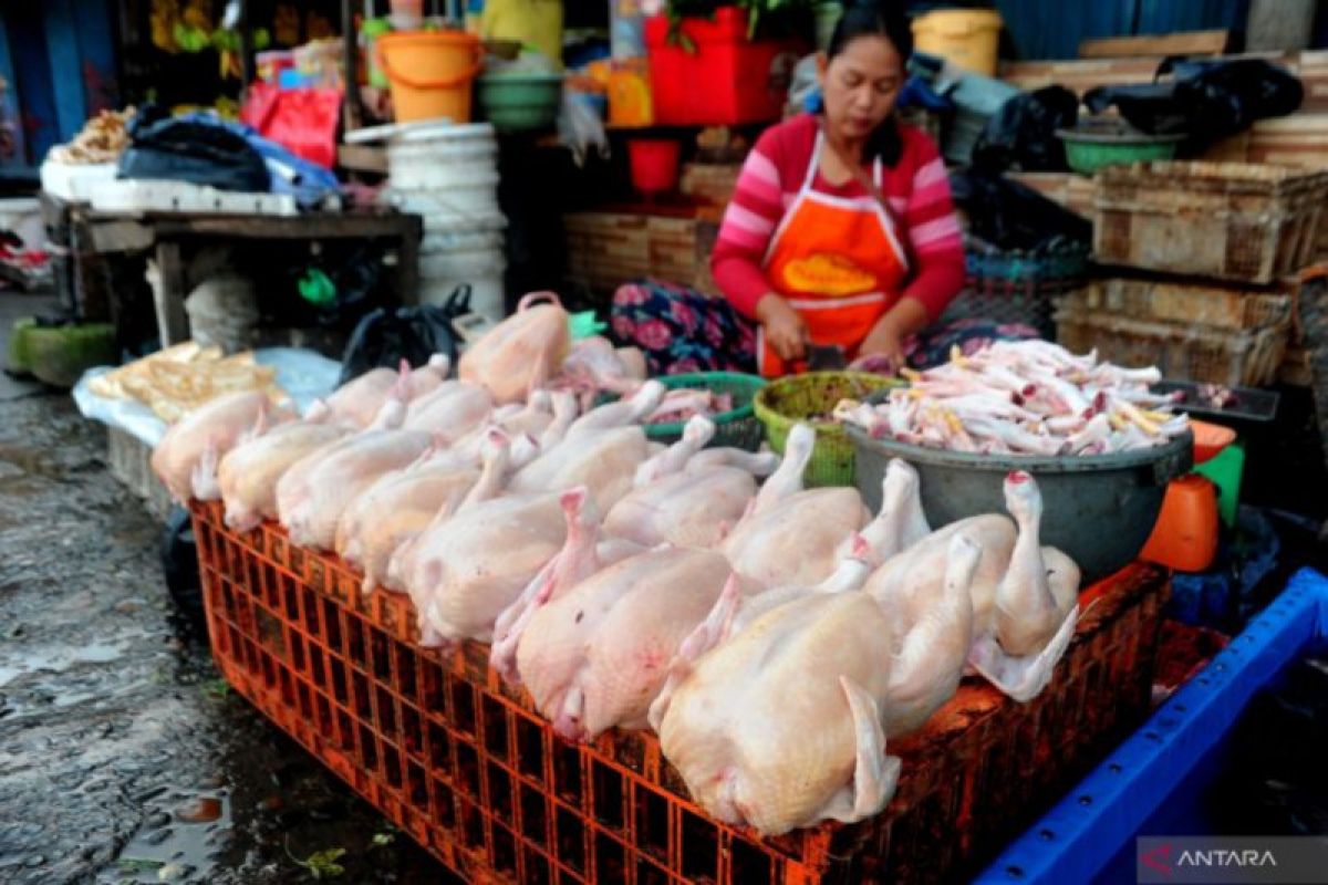 Pedagang ayam potong diimbau tak asal beri harga jelang Ramadhan