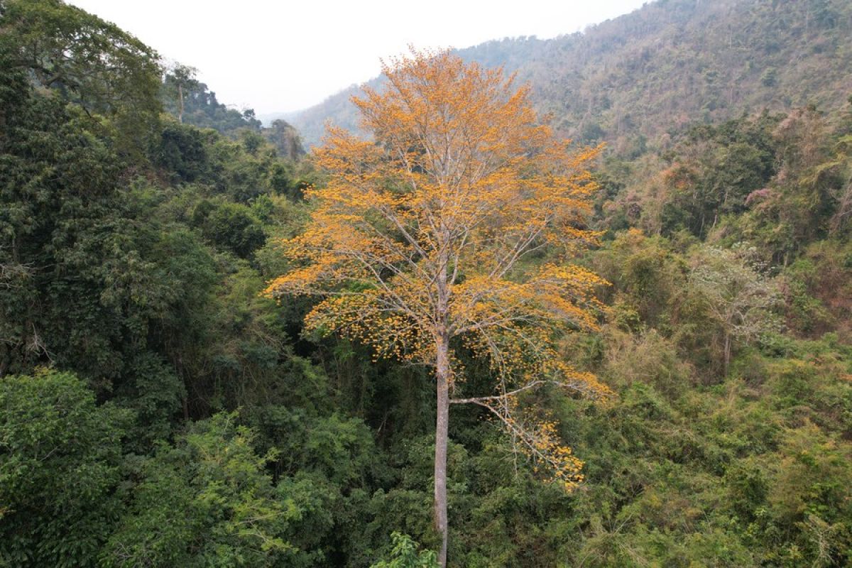 Pohon Pterocymbium macranthum ditemukan untuk kali pertama di China