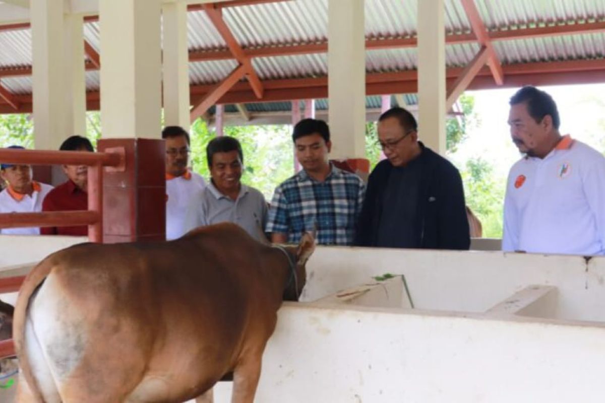 Universitas Jambi kelola usaha sapi kurban hasil pemanfaatan laboratorium ternak