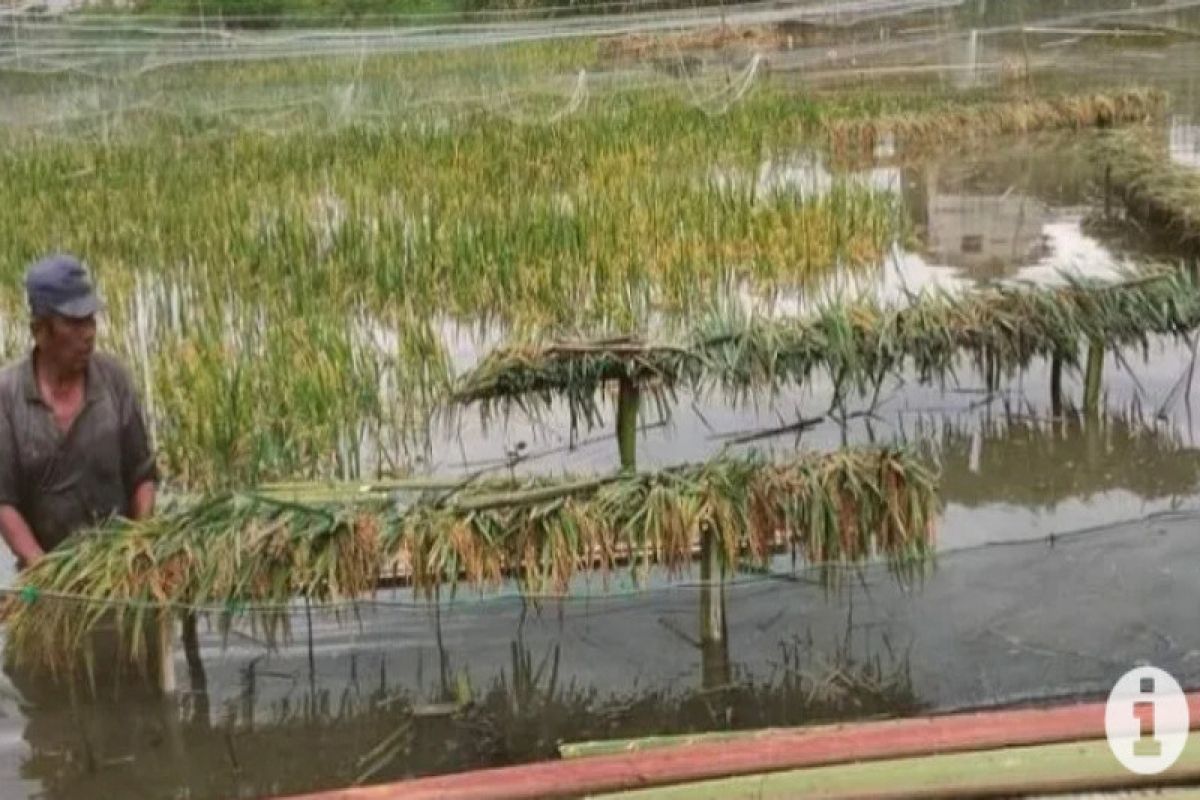 Banjir di Paser Kaltim merendam 913 hektare lahan pertanian