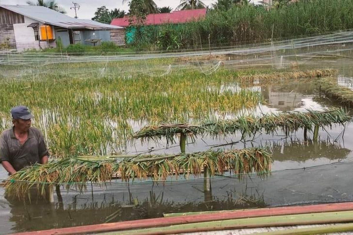 Banjir di Paser telah merendam 913 hektar lahan pertanian