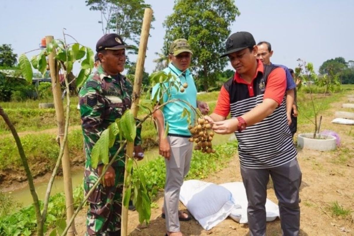 Pemkot Pekalongan tawarkan potensi agrowisata petik kelengkeng di kebun