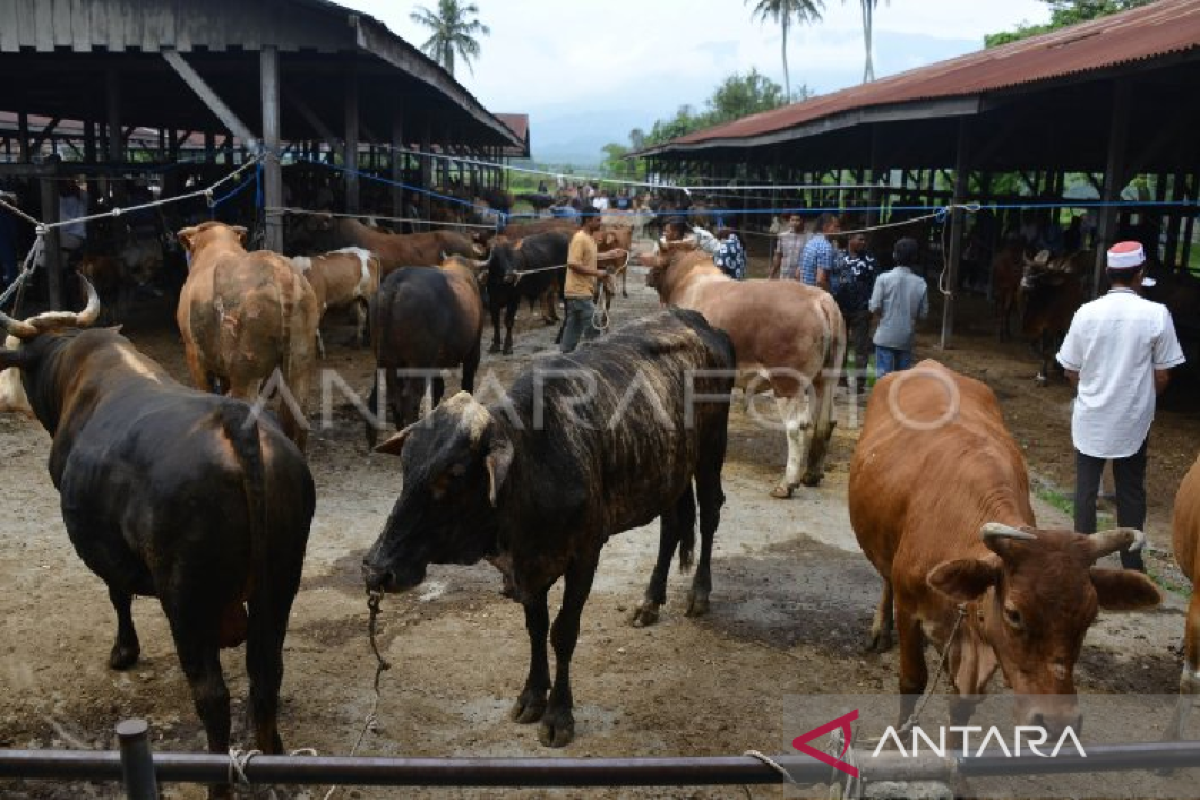 Aceh potong 7.512 sapi dan kerbau untuk meugang Ramadhan