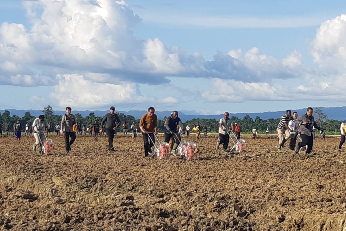 Presiden Jokowi: Lahan 10 ribu hektare di Kabupaten Keerom untuk tanam jagung