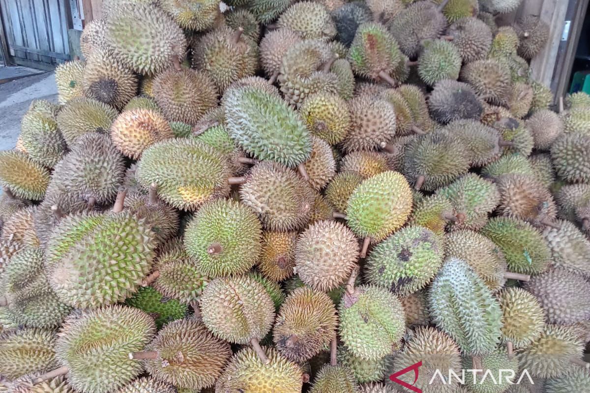 Durian Gayo semakin diminati hingga ke pasar Jakarta