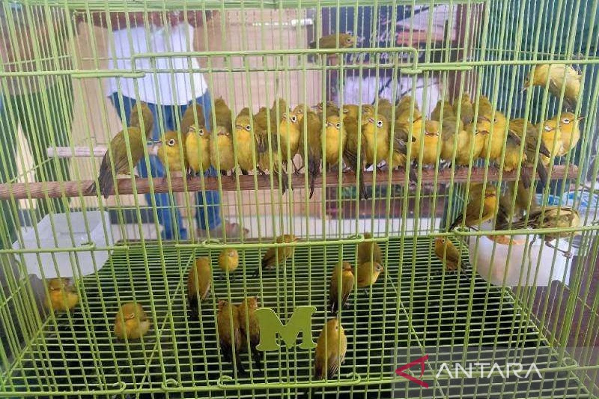 BKSDA minta masyarakat melindungi burung kacamata