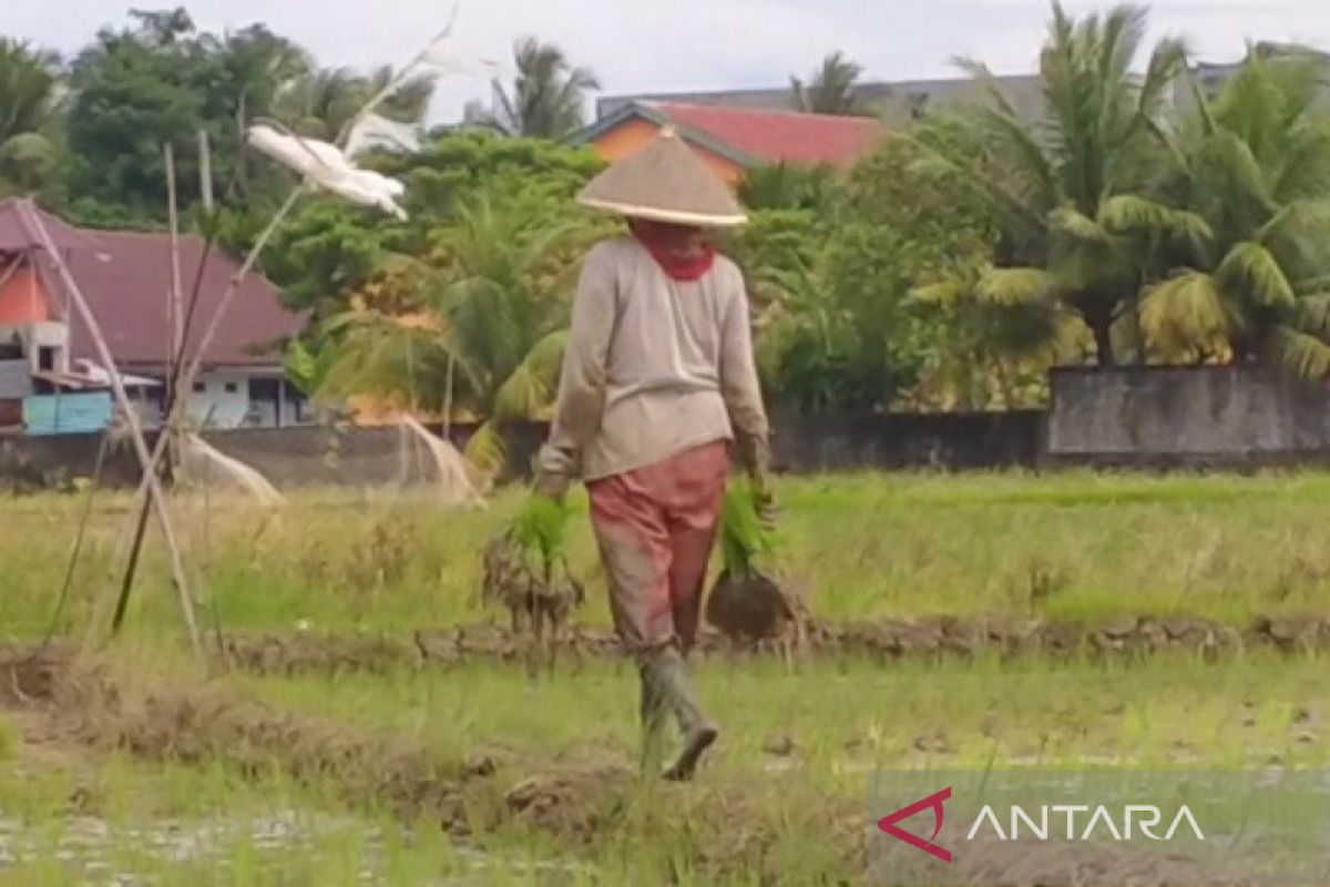 Sebanyak 10 ribu ton pupuk subsidi tersalurkan ke petani di Bengkulu