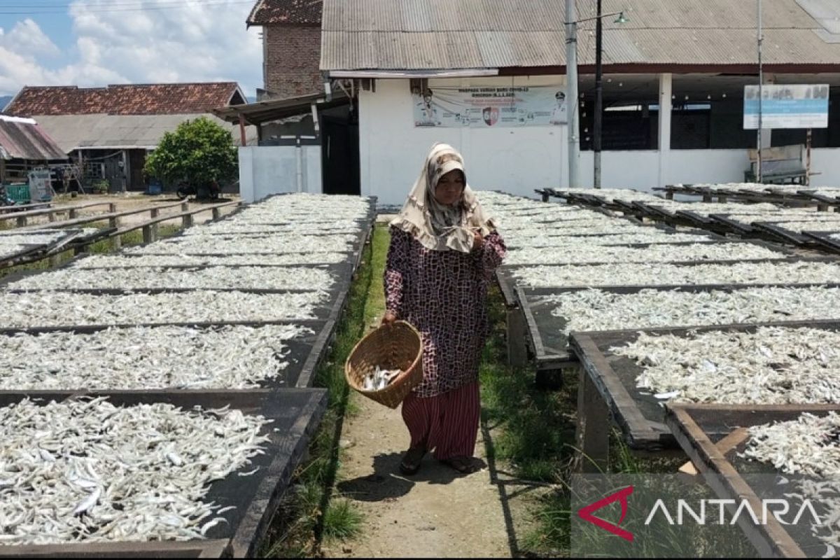 Pulau Pasaran perhari pasok tiga ton teri asin ke Jabotabek