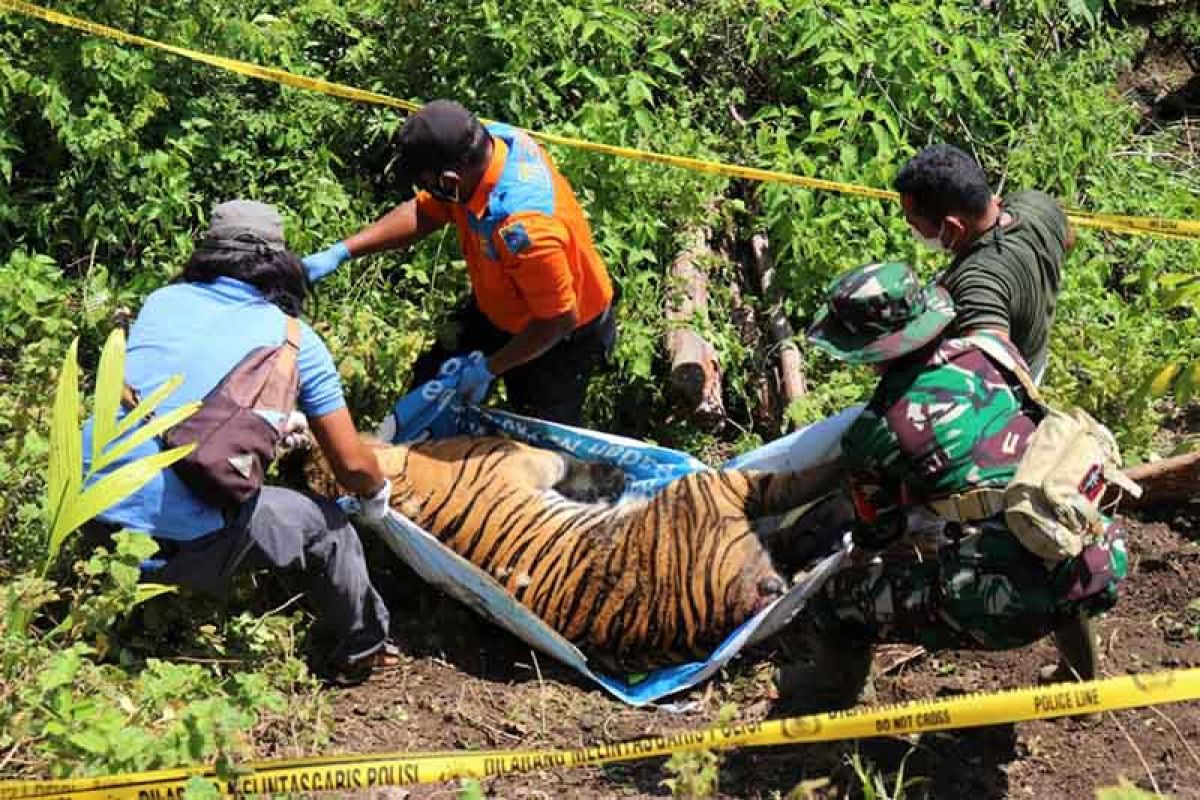 Polres Aceh Selatan periksa 19 saksi terkait kematian harimau