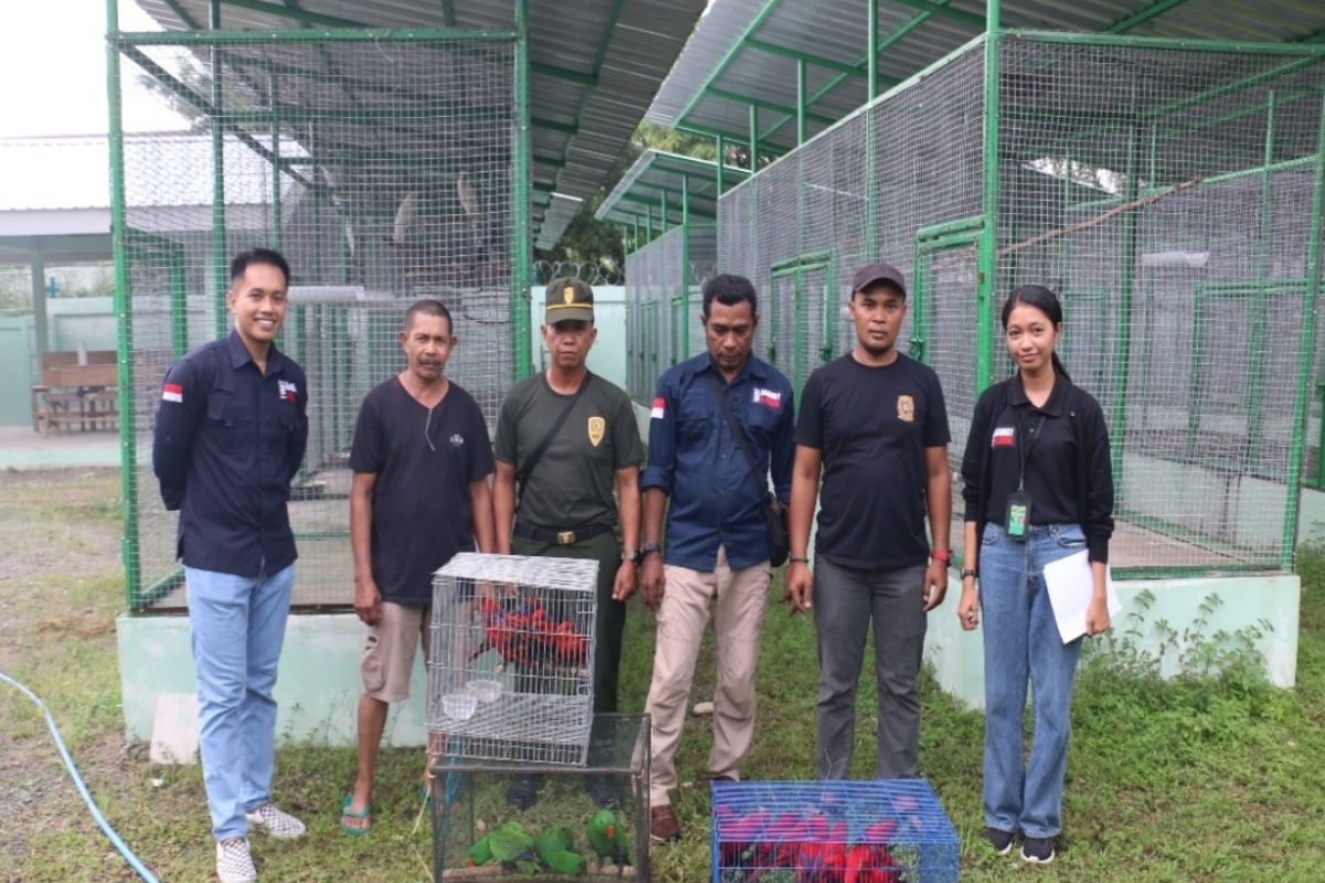 Gakkum KLHK tankap penjual satwa liar dilindungi di Ambon