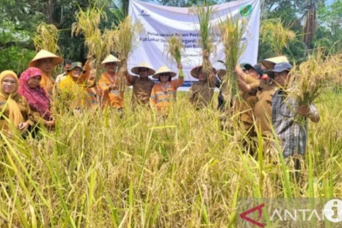 Pemkab Tapsel uji coba padi lokal Siporang di dataran rendah