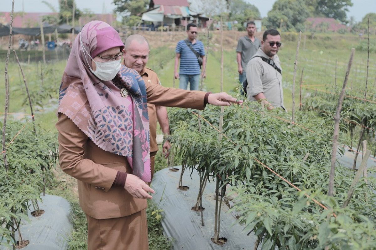 Pemkab Aceh Tamiang ajak masyarakat tanam hortikultura untuk tekan inflasi