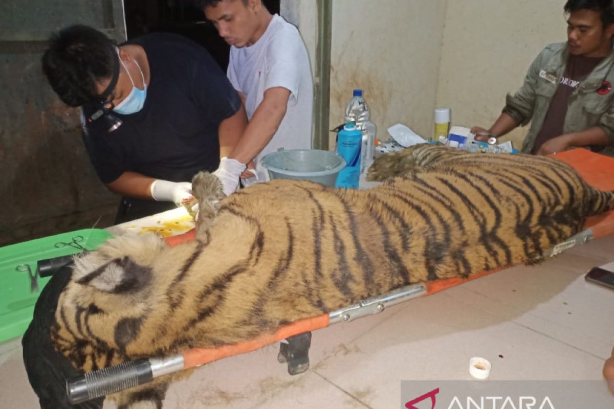 BBKSDA Sumut: Harimau Sumatera di Suaka Satwa Barumun dinyatakan mati