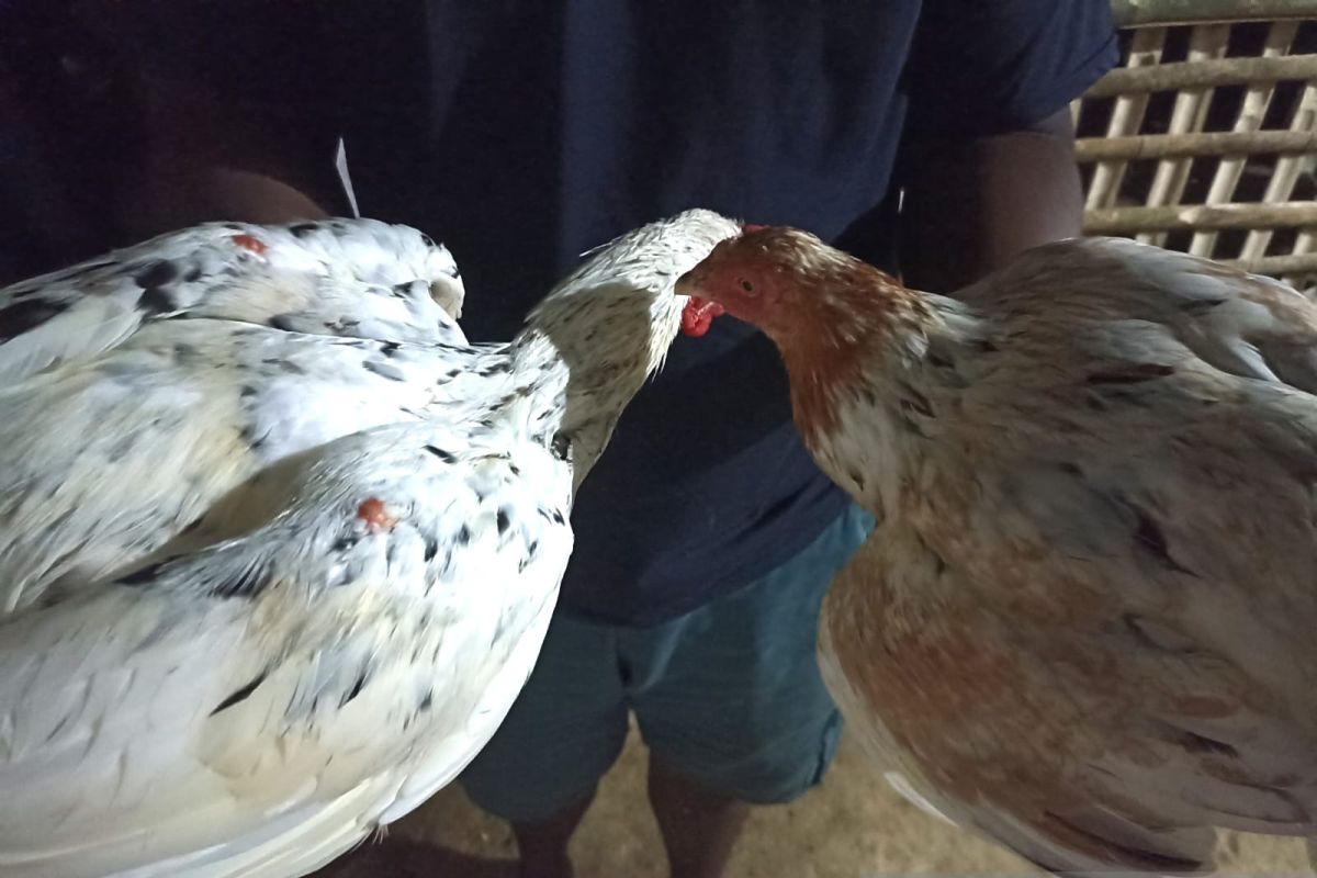 Pedagang ayam kampung musiman bermunculan jelang Ramadhan