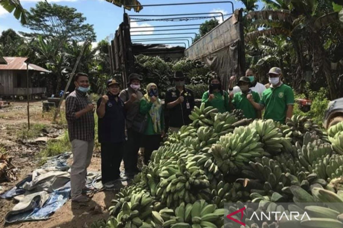 DPTPH Kaltim salurkan ribuan bibit pisang kepok  kepada petani