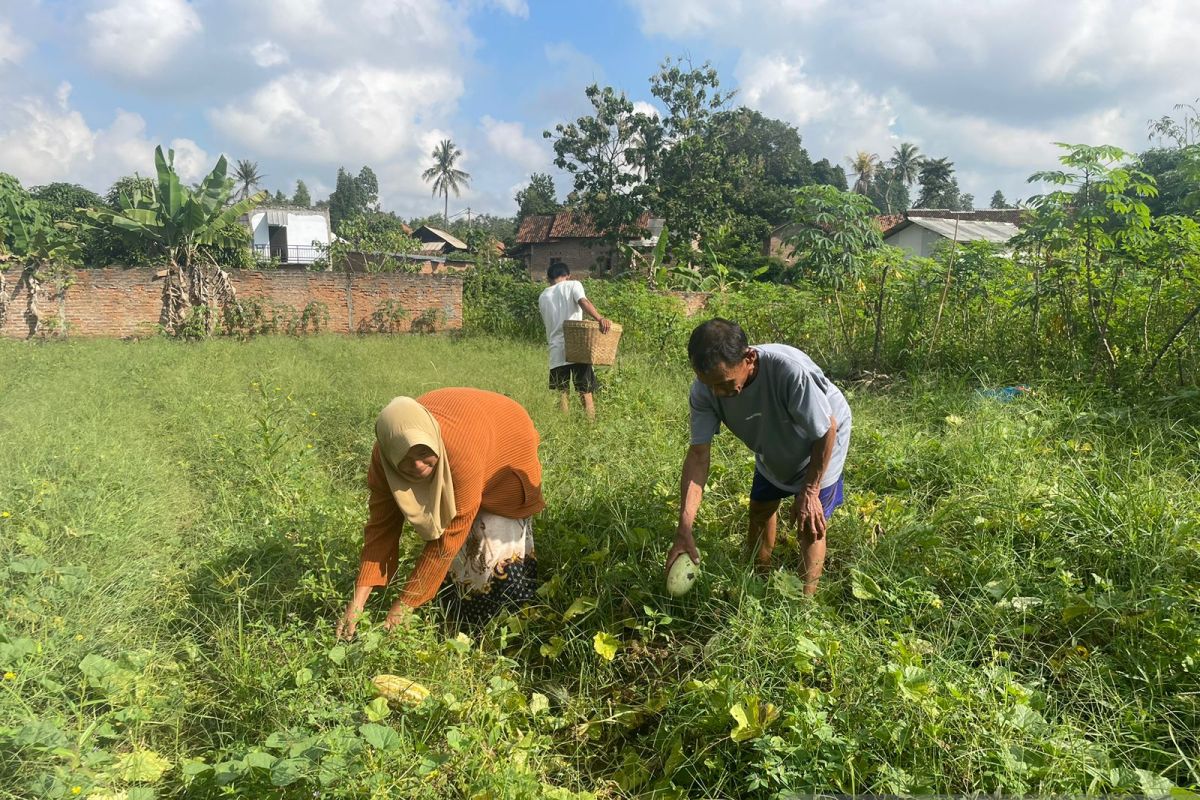 Awal Ramadhan,  petani panen timun suri