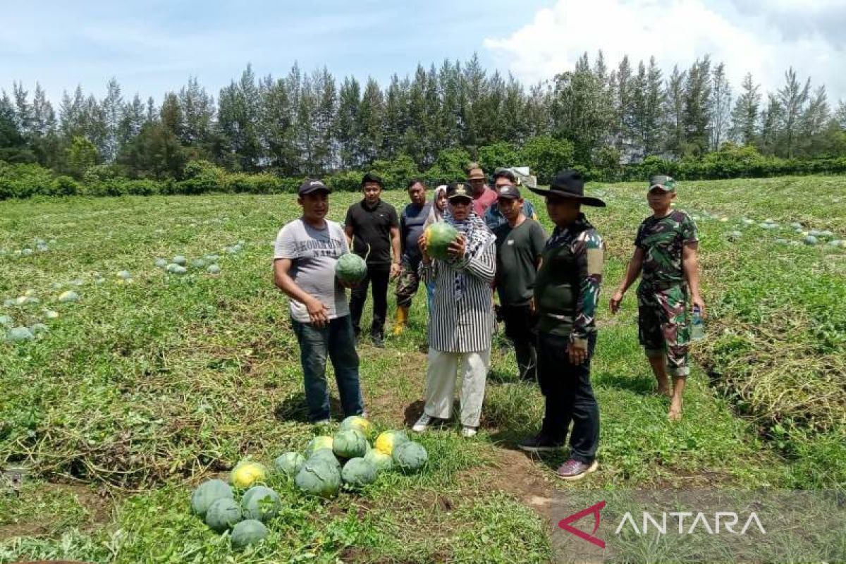 TNI dan warga panen semangka tanpa biji 70 ton