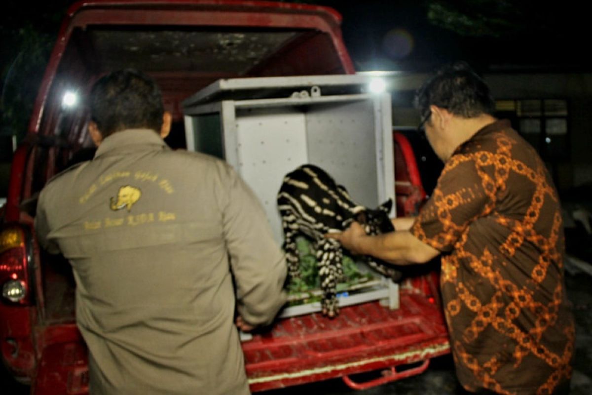 BBKSDA Riau evakuasi bayi tapir yang ditinggal induknya
