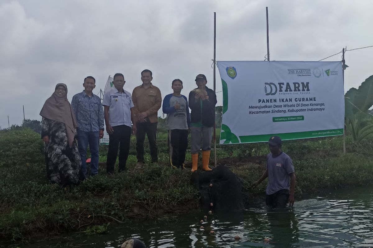 Dompet Dhuafa dan The Harvest panen ikan gurame di Indramayu