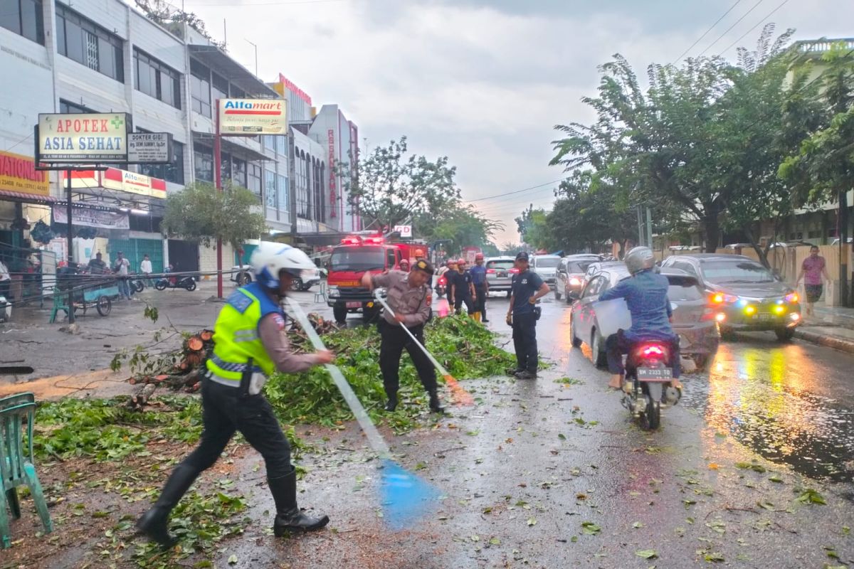 Pohon tumbang di Pekanbaru sempat sebabkan kemacetan