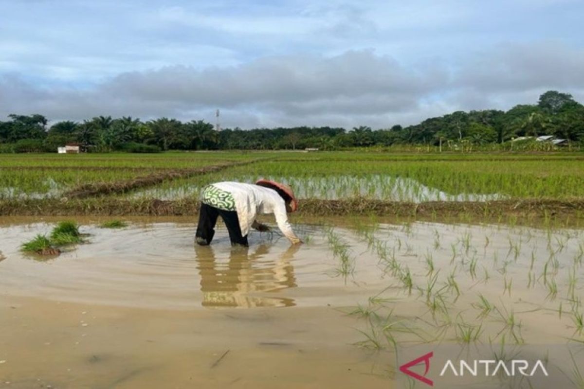 Petani di Desa Bumi Asih produksi 950 ton gabah per tahun