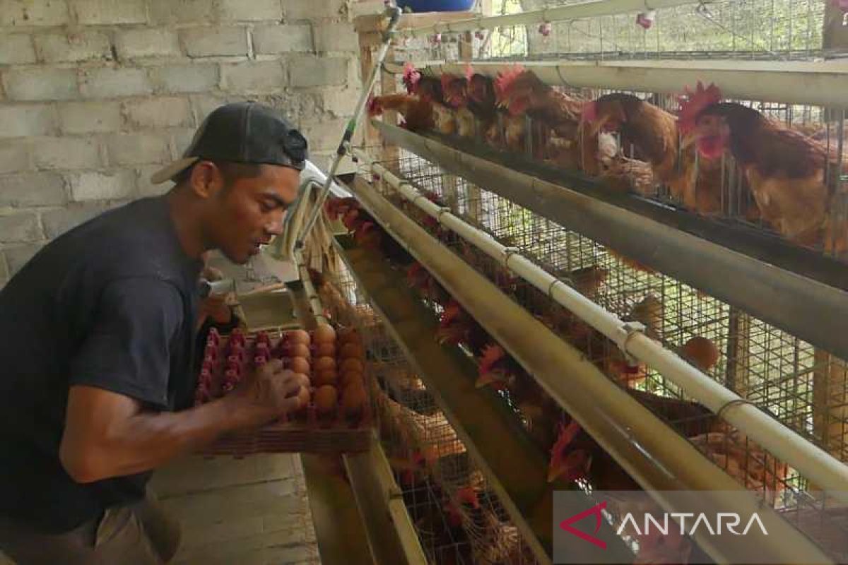 Pinsar Temanggung jamin ketersediaan telur ayam hingga Lebaran 2023