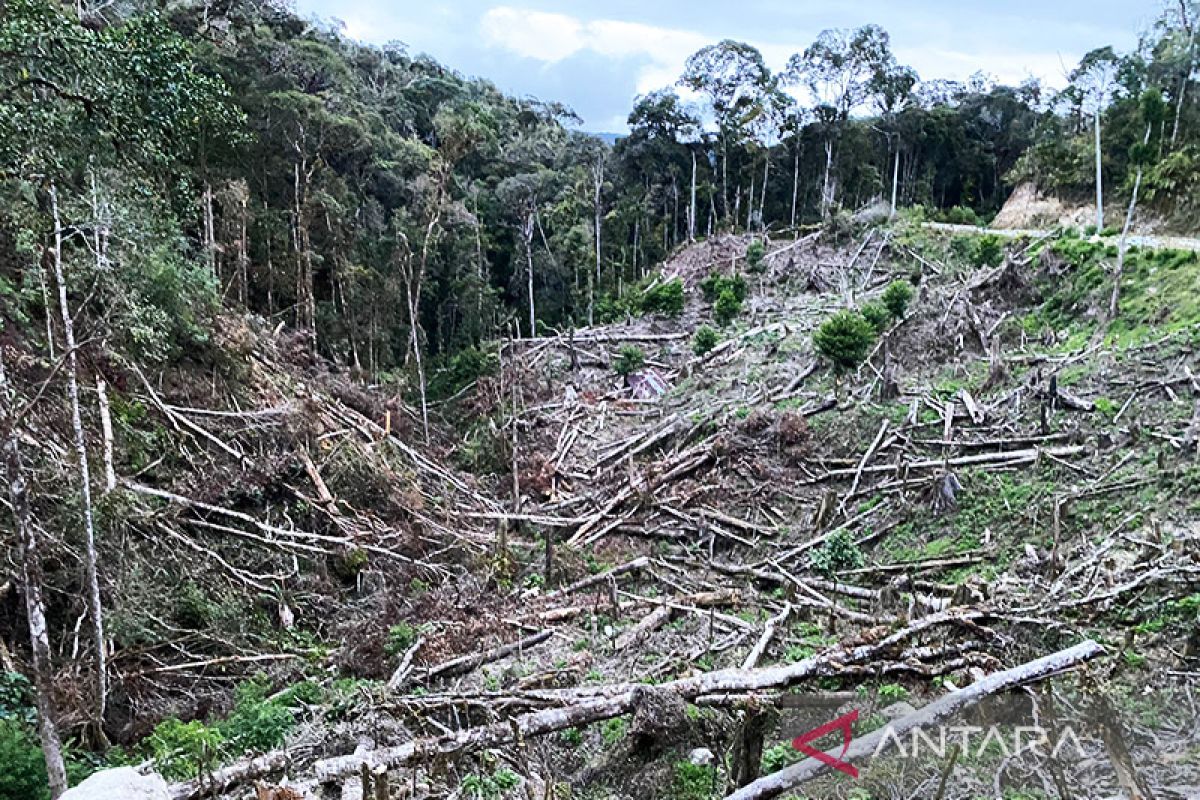 Polisi tangkap tiga pelaku pembalakan liar kayu sonokeling di Lampung