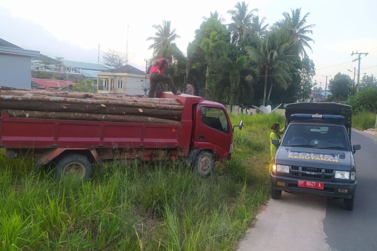 Polisi Kehutanan amankan pelaku penebangan kayu ilegal di Bintan