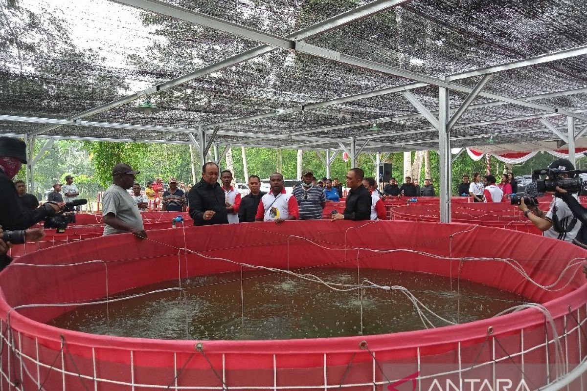 PYCH siap pasarkan 5.200 ikan nila dari keramba bioflok Kampung Nolokla