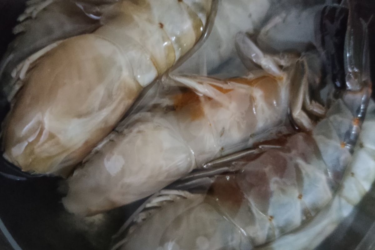 Harga udang segar di Banjarmasin melambung pada Ramadhan 1444 H