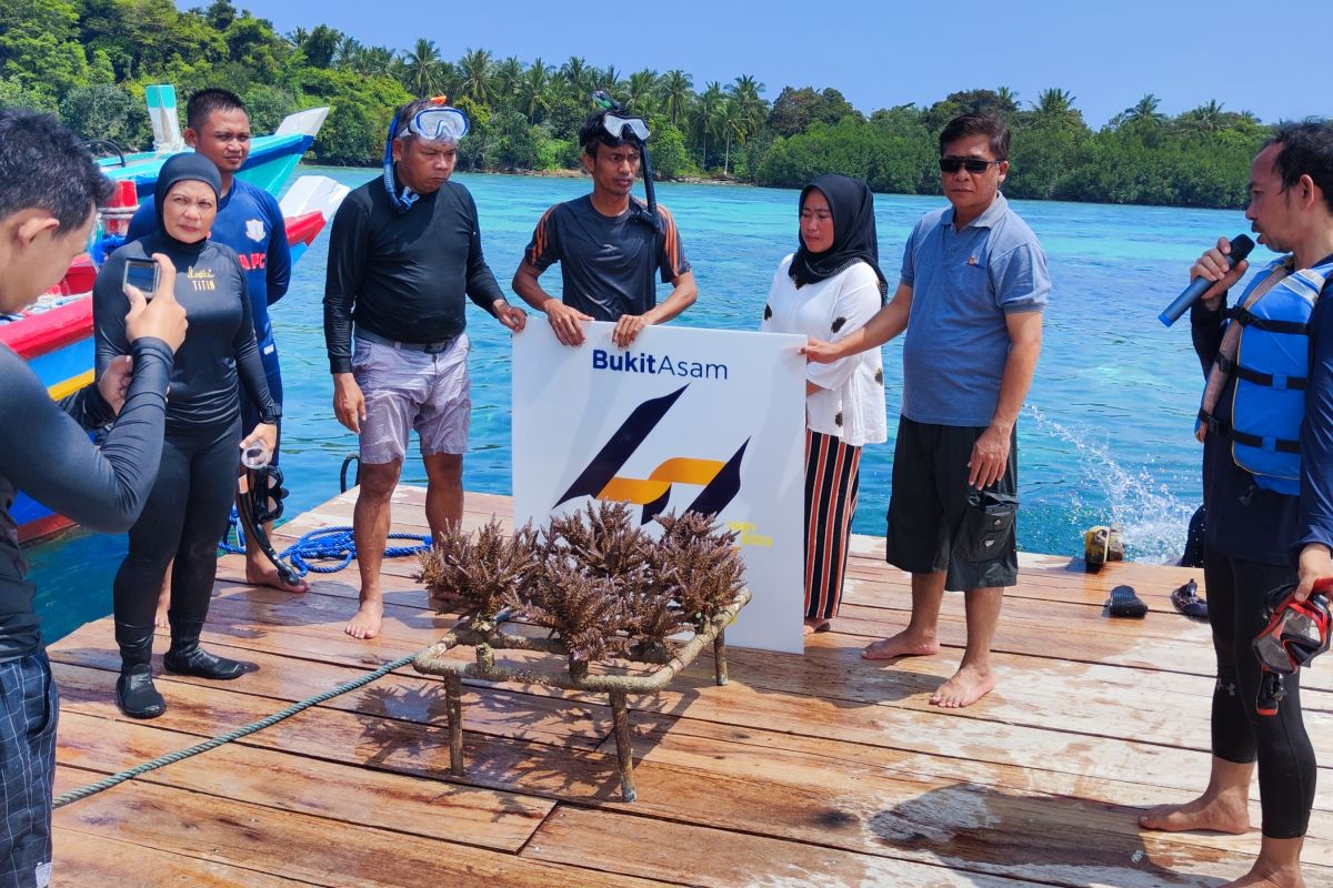 PTBA tanam terumbu karang di Pulau Pahawang