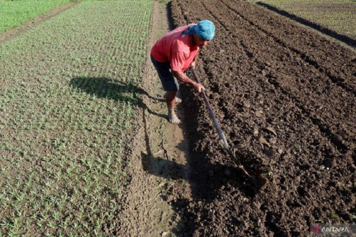 BRIN: Teknologi jadi solusi untuk optimalkan sektor pertanian di Indonesia