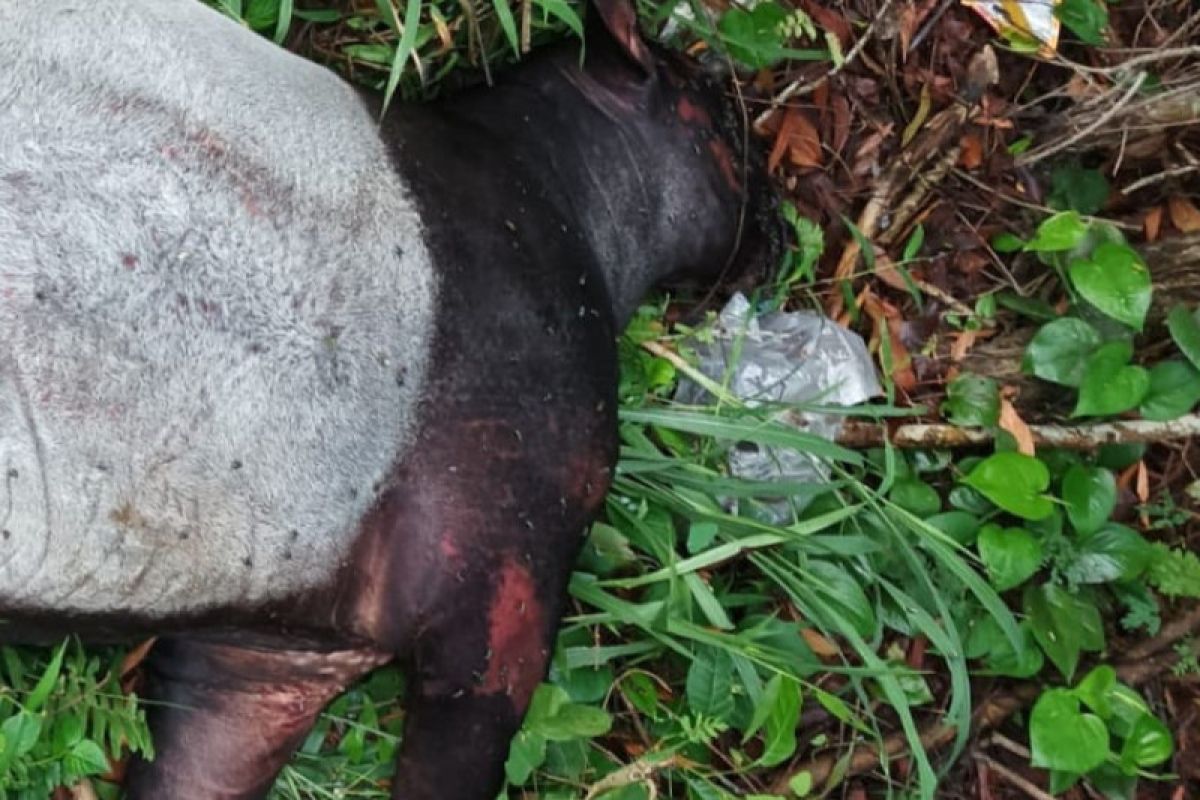 Seekor tapir ditemukan mati di Pekanbaru