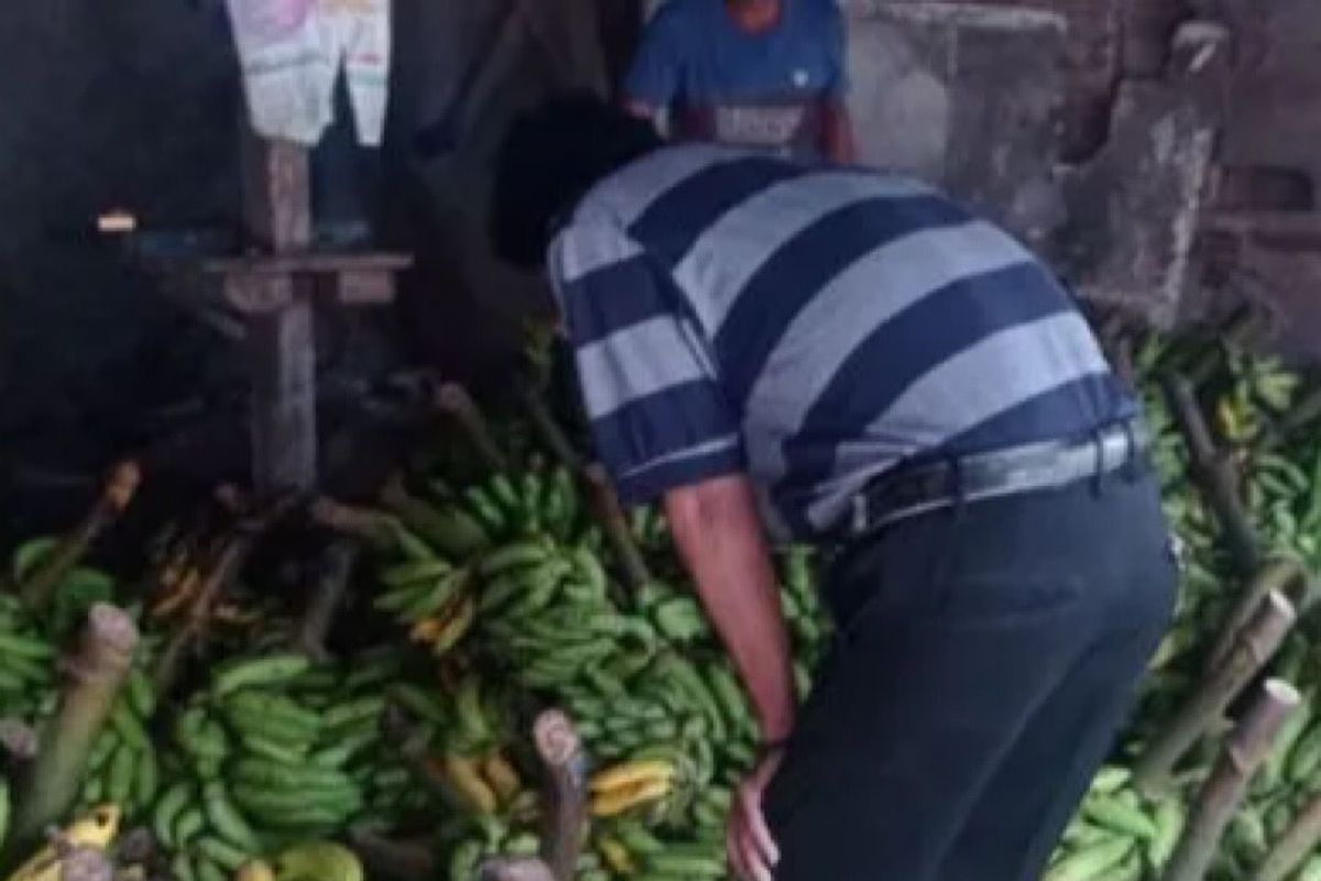 Omzet pedagang pisang di Kabupaten Lebak selama Ramadhan meningkat