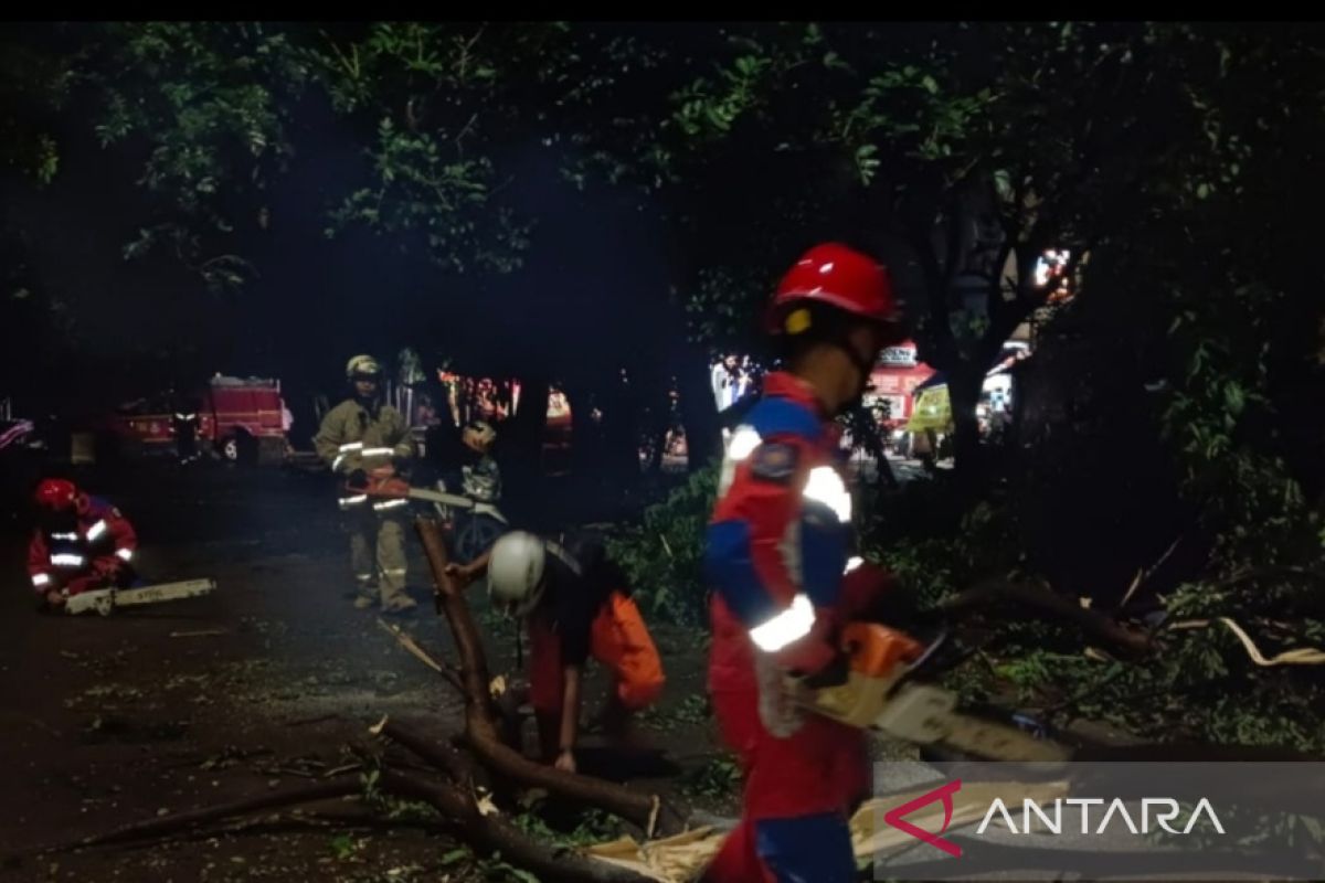 Tiga pohon tumbang di Duren Sawit akibat hujan deras dan angin kencang