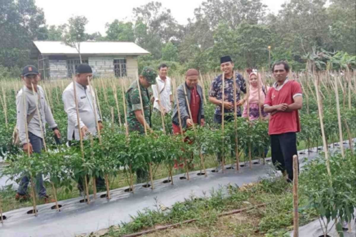 Dana desa di Meranti dimanfaatkan untuk tanam cabe yang dijual murah