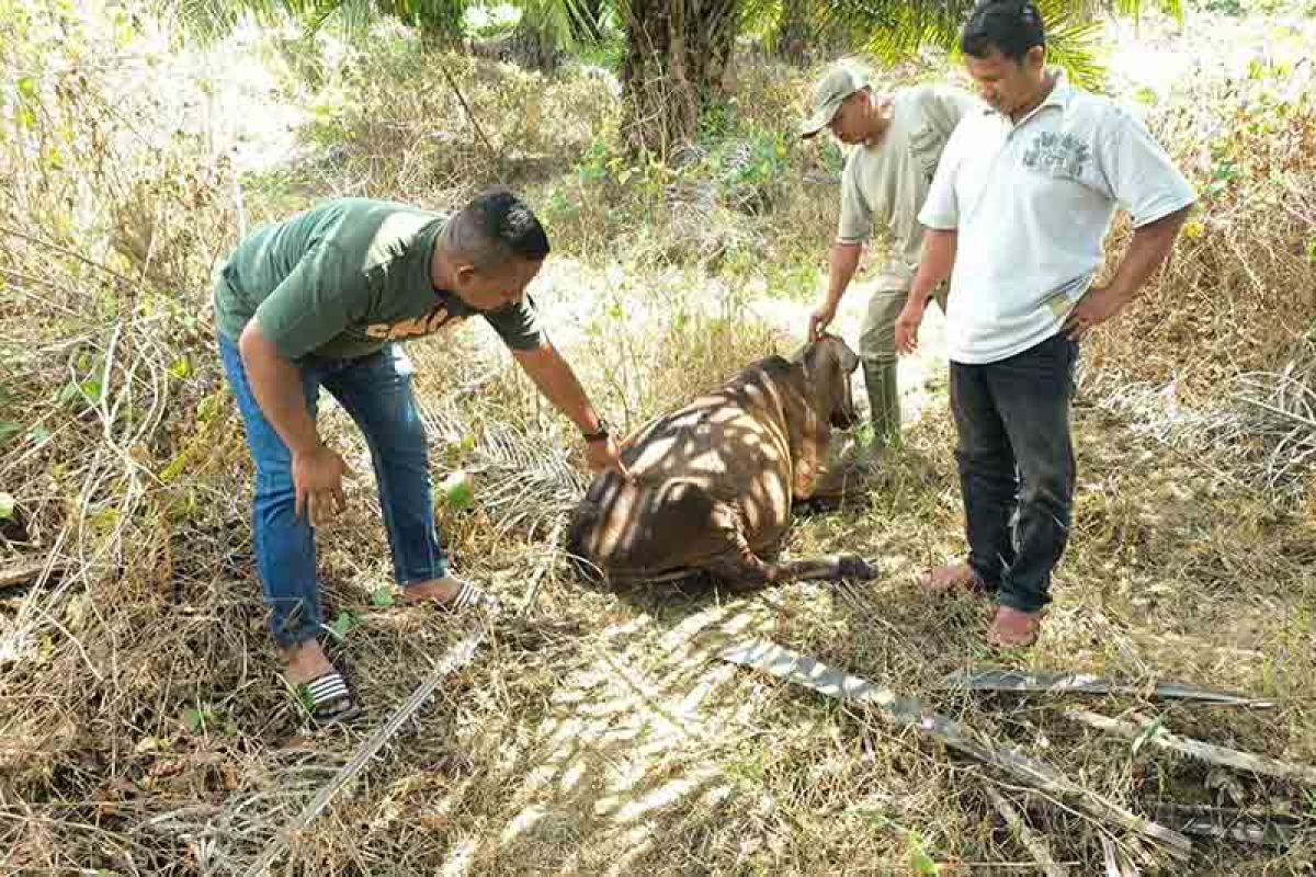 Harimau terkam sapi warga Aceh Timur