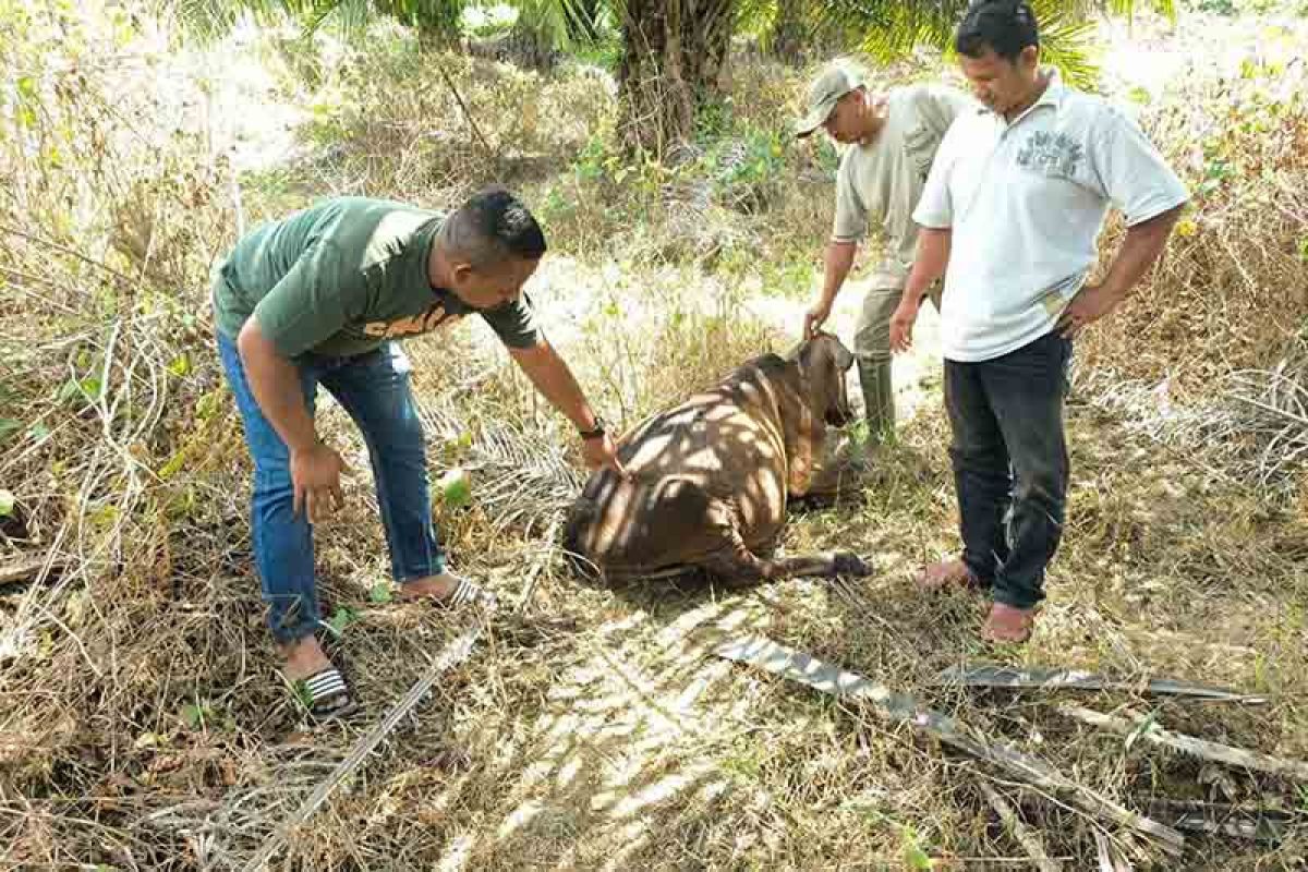 BKSDA kerahkan tim lacak harimau penerkam ternak di Aceh Timur