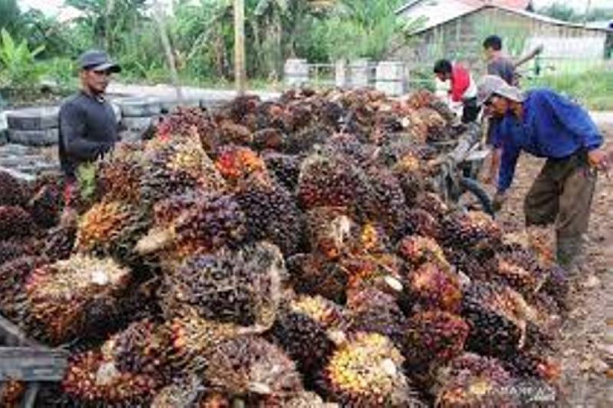 Harga TBS kelapa sawit Provinsi Riau turun Rp45,16/Kg jadi  Rp2.831 per kg