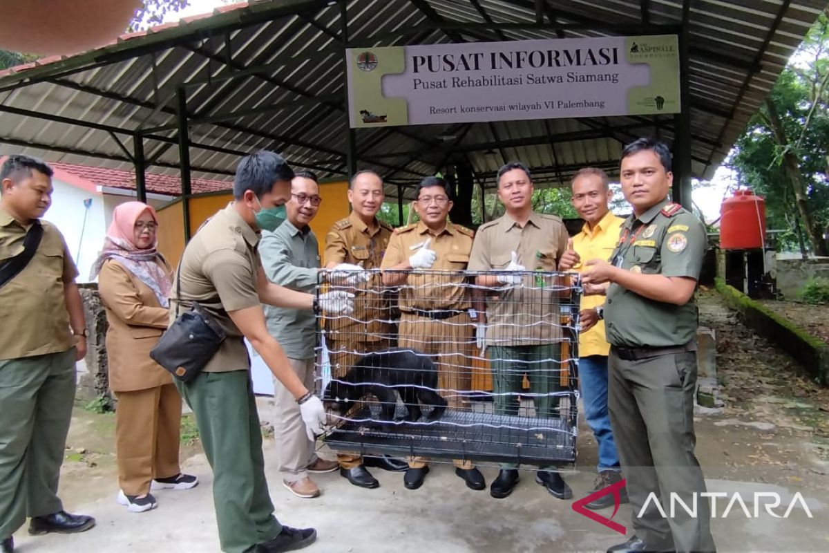 BKSDA Sumsel rehabilitasi seekor  bayi beruang madu