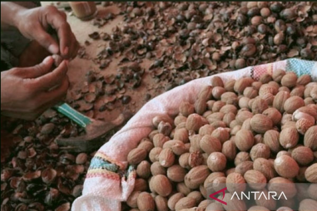 Pemkab Purwakarta kembangkan komoditi buah pala