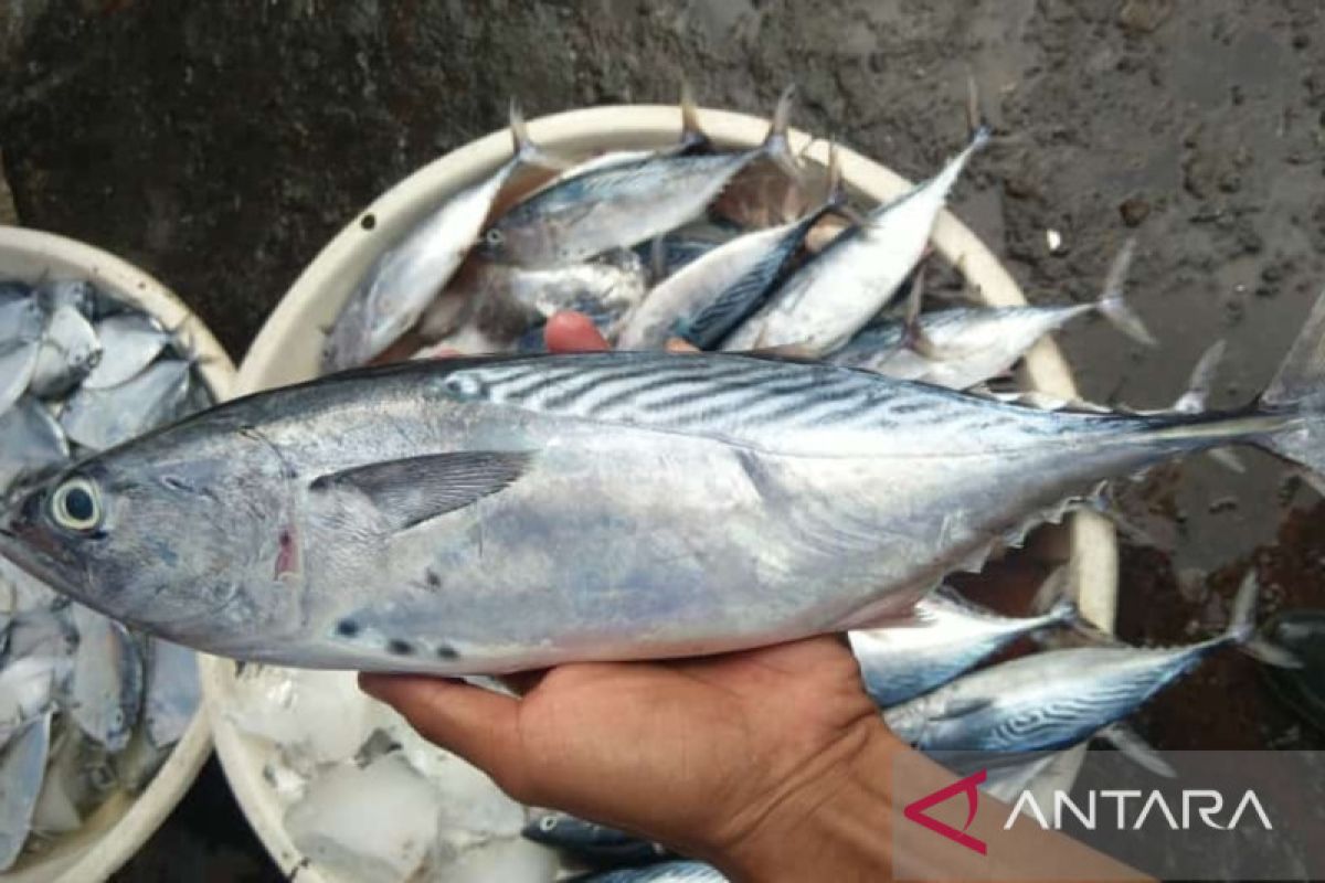 Pedagang:Ikan tongkol laris dibeli masyarakat Sukabumi selama bulan Ramadhan