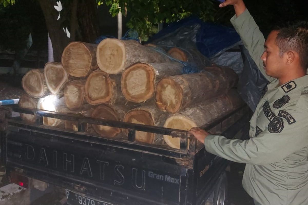 KLHK tangkap pelaku pembalakan kayu jati ilegal di Situbondo