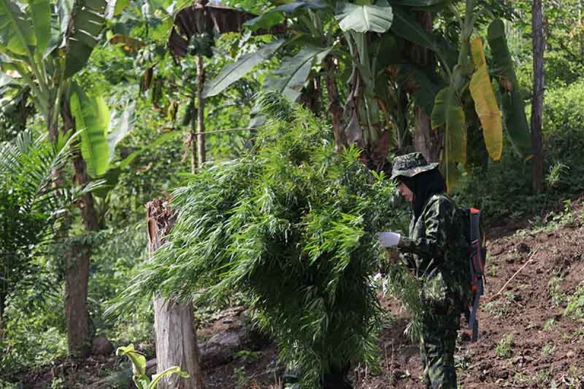 BNN Aceh temukan ribuan batang tanaman ganja siap panen di pegunungan Indrapuri